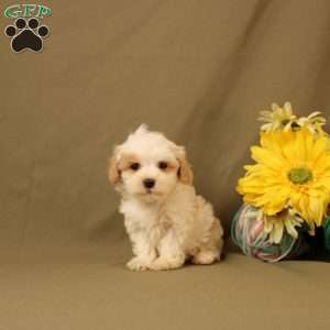 Dexter, Morkie-Poo Puppy